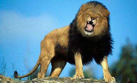 African Lion Roaring Animal Model